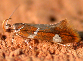 Suzuki's Promalactis